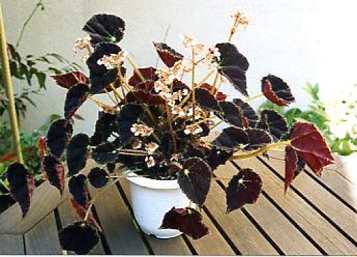 B. ‘Black Tea’